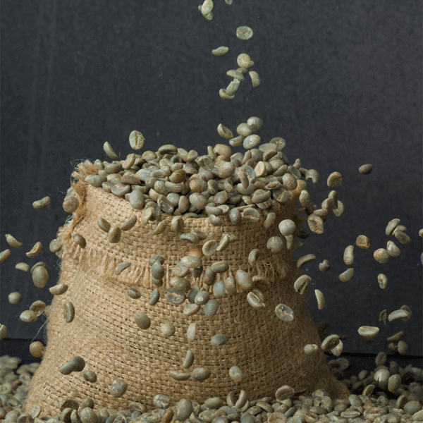 Kaski Green Coffee Beans falling into a jute sack