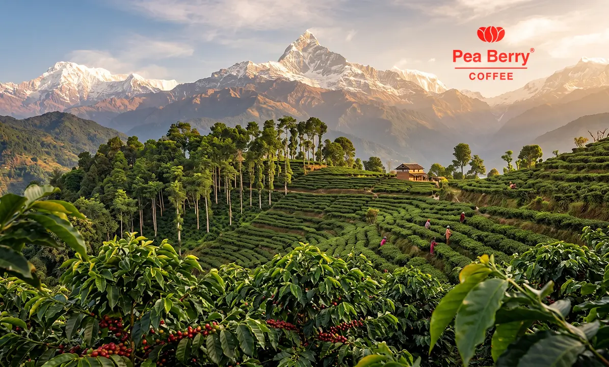 Explore Nepal’s Coffee Culture with Pea Berry Coffee